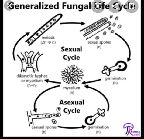 Steps In Sexual Cycle In Kingdom Fungi