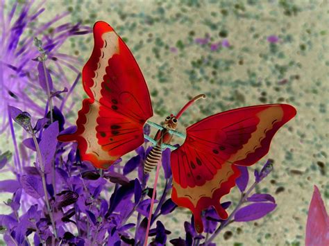 Red Butterfly Butterfly Pictures Red Butterfly Butterfly Wallpaper