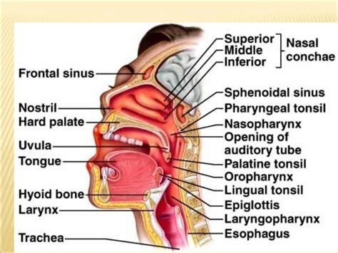 Anatomy And Physiology Of Oral Cavity Oropharynx Waldeyers