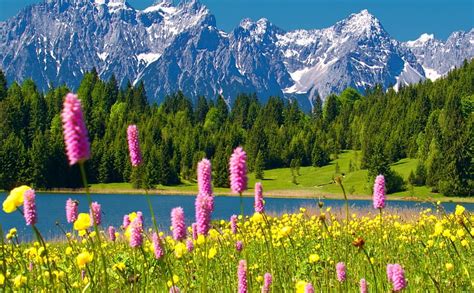 1920x1080px 1080p Free Download Flowers On The Mountain Blue Lake