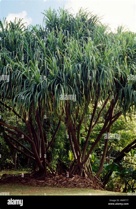 Common Screwpine Pandanus Utilis Pandanaceae Stock Photo Alamy