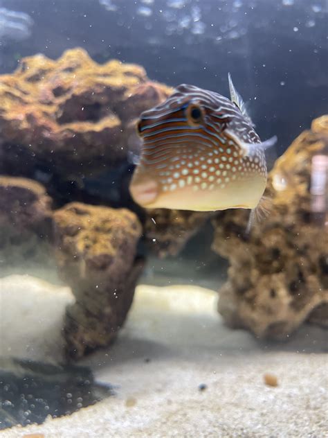 Toby The Blue Spotted Puffer Raquariums