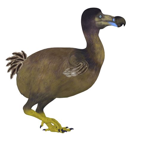 Buy Dodo Bird Side View The Dodo Is An Extinct Flightless Bird That