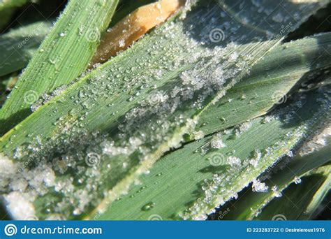 Closeup Of Frost Ice Crystals On Plant Leaves Shimmering In The