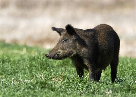 Wild Boar Wild Boar Spotted In Caledon Ontario Put Down By Opp