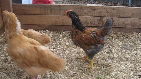 Help With Sex Of 5 Chickens Please Buffs Blue Laced Wyandottes