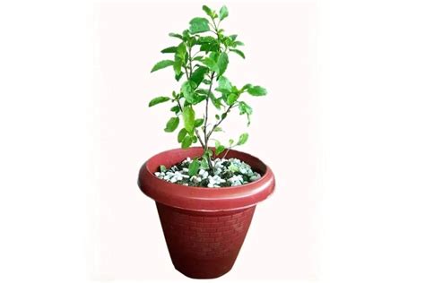 Buy Tulsi Plant With Pot Urban Plants