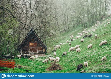 Sheep Herd At Mountain Farm In The Snow Covered Meadows The Hut Of The