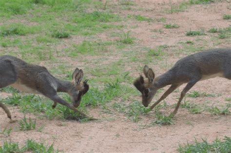 Discovering The Cool Ecology Of Dik Diks In Kenya Critterfacts