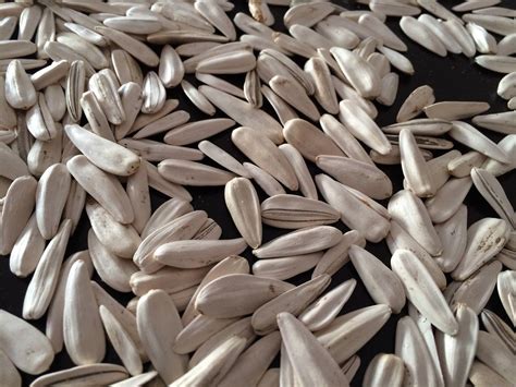 White Sunflower Seeds 6 7 75mm Best Quality Manufacturers Suppliers