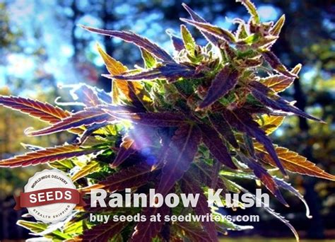 Rainbow Kush Seeds Top Quality Seeds Discount Prices