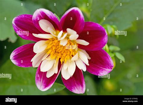 Collarette Dahlia Cultivar Flower With Yellow Centre Surrounded By