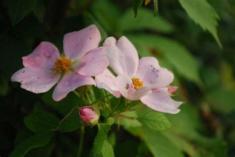 When The Wild Roses Bloom Oak Hill Homestead