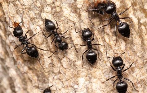 Ignoring The Ants In West Palm Beach Could Spell Trouble