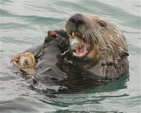 Check spelling or type a new query. Filed on behalf of Fishermen, Pacific Legal Foundation Sea ...