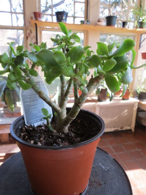 Crassula Arborescens Subsp Undulatifolia Ripple Jade Aka C Ovata Undulata Jitters The