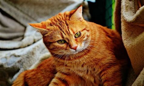 Facts About Ginger Cats Foreblog