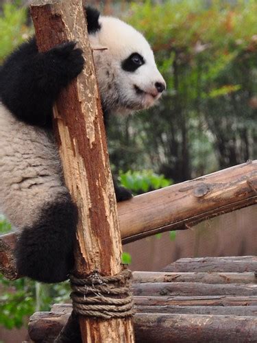 Chengdu Research Base Of Giant Panda Mike Wilkinson Flickr