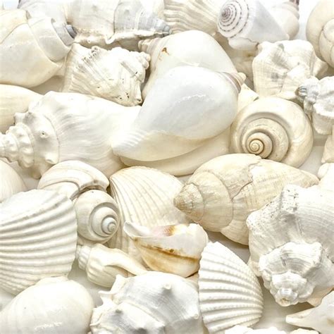 White Seashell Mix Wedding Shells White Sea Shells Mixed Etsy