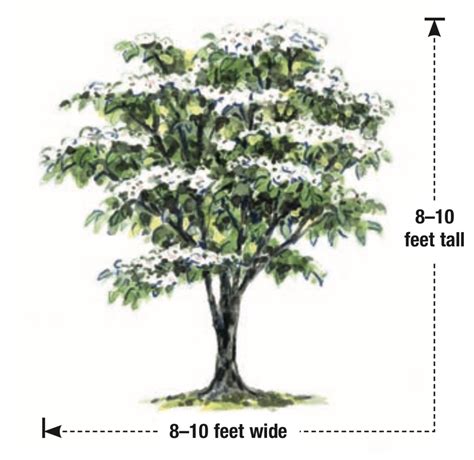 For more information about shrubs that bloom in zone 3, read on. Flowering Dogwood Trees Zone 5 / Maybe you would like to ...