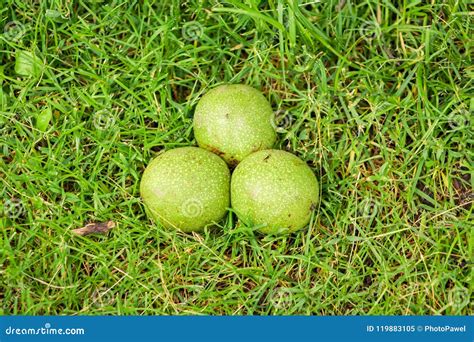 Three Unripe Walnuts In A Green Shell Nuts Fell Too Early From The