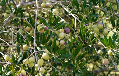 Faqs About Olives And Olive Trees Sandy Oaks Orchard