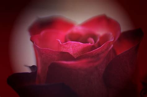 Free Images Blossom Flower Petal Love Heart Romance Romantic