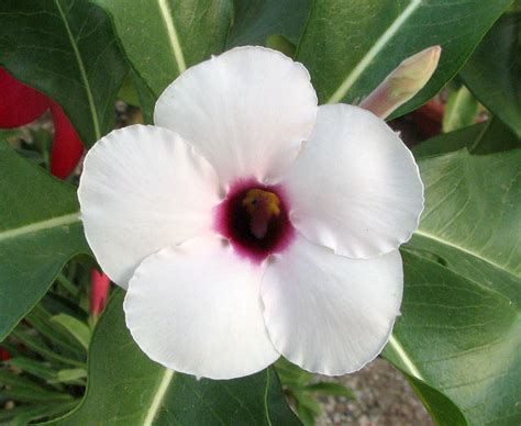2020 popular 1 trends in cellphones & telecommunications, home & garden, jewelry & accessories, mother & kids with yellow cactus flower and 1. Adenium - Other Pictures