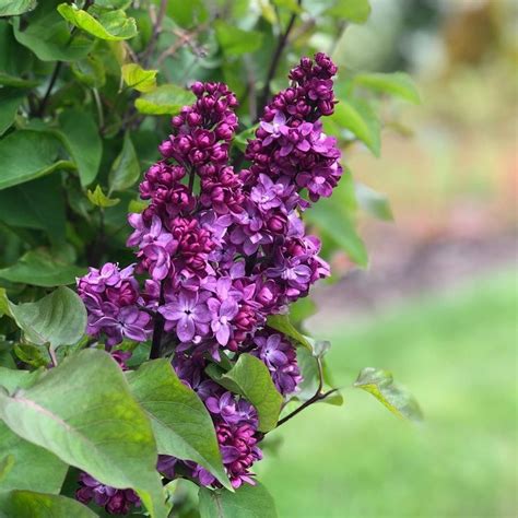 Pin On Lilacs