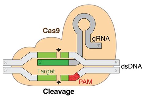 Crispr Cas9 Explained Gene Editing Using Crispr In Humans The Help