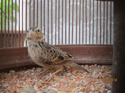 Suara burung kicau memang merupakan suara yang sangat mendekatkan kita dengan alam. Budidaya Burung: DIJUAL BRANJANGAN + KANDANG TINGGI ...