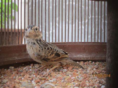 Akan tetapi yang sering kita jumpai ada 5 jenis burung kacer. Budidaya Burung: DIJUAL BRANJANGAN + KANDANG TINGGI ...