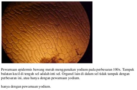 laporan praktikum biologi mengenal struktur sel hewan sel tumbuhan material