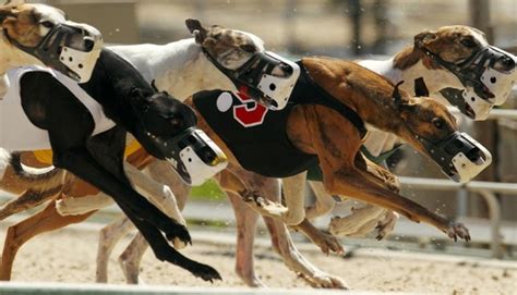 Group Makes New Pitch To End Greyhound Racing