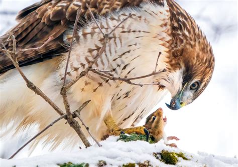 The Best Bird Photography Of The Year Popular Photography
