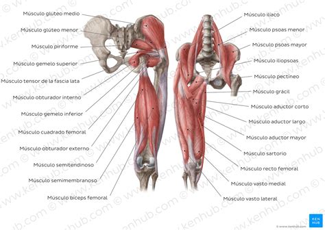 Musculos Muslo Anatomia