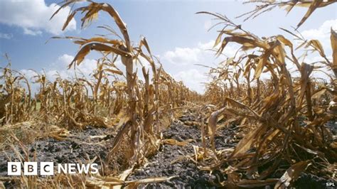 Global Warming Increases Food Shocks Threat Bbc News