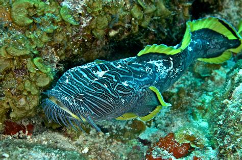 The Cozumel Splendid Toadfish Dive Travel Guides