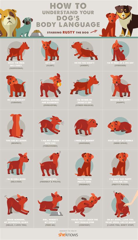Read Your Dogs Body Language With This Handy Guide In 2020 Dog Body