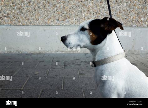 Jack Russel Terrier Stock Photos & Jack Russel Terrier Stock Images - Alamy