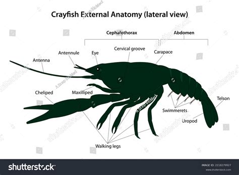 Crayfish External Anatomy Lateral View Stock Vector Royalty Free