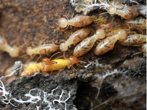Protecting Your Home From Destructive Termites Mast Producing Trees
