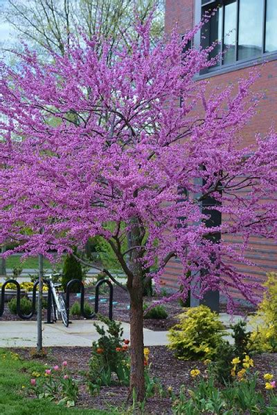 Buy Forest Pansy Purple Leaf Redbud Tree Free Shipping 2 Gallon