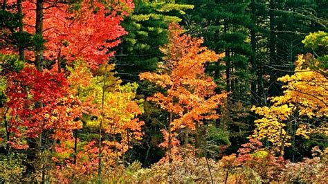 Green Yellow Red Autumn Leaves Trees Forest During Daytime Hd Autumn