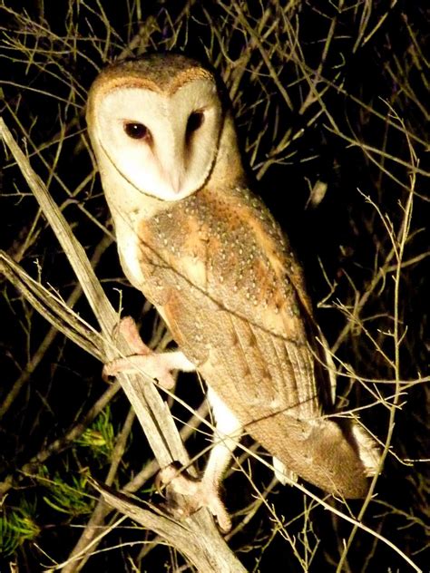 Barn owls are the most common owl species in the world and can be found on every continent except antarctica, though they. Eastern barn owl - Wikipedia
