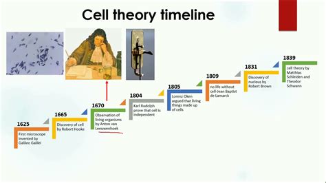 Cell Theory Timeline Biology Youtube