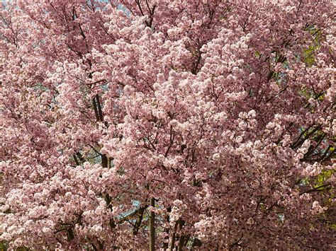 Gratis Foto Kirsebærtre Blomstrer Blossom Blomst Treet Japanske