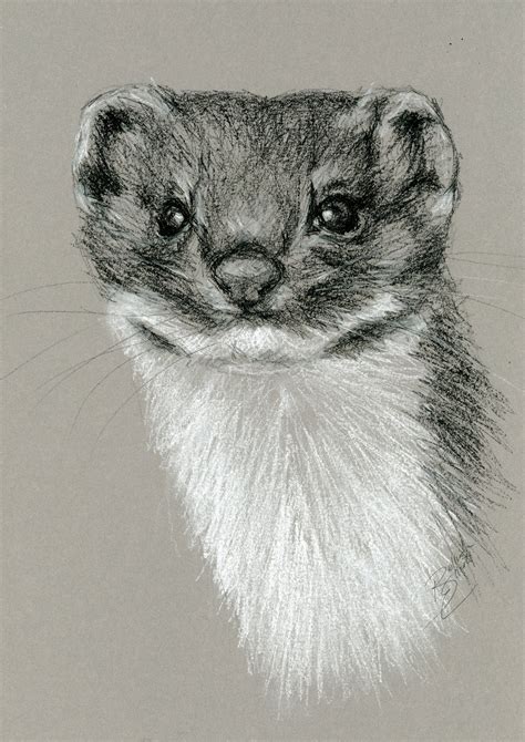 Weasel Drawing