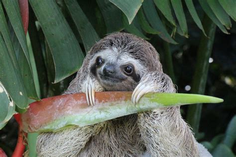 8 Facts You Really Didnt Know About Sloths