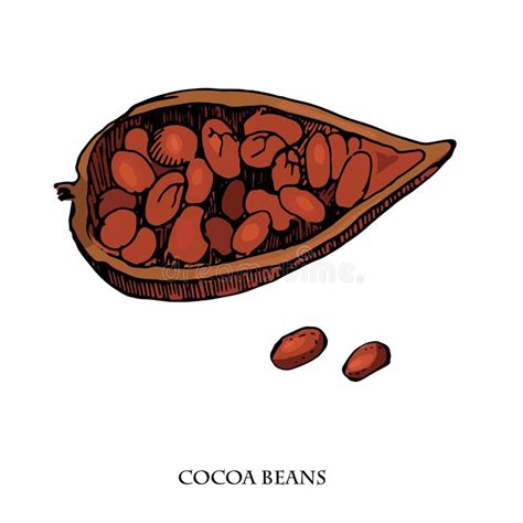 Cocoa Beans Vector Set Illustrationvintage Ink Hand Drawn Beans